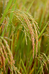 Beautiful golden rice field, yellow ripe rice ears ready for harvest, rice seeds in ear of paddy on countryside farm.