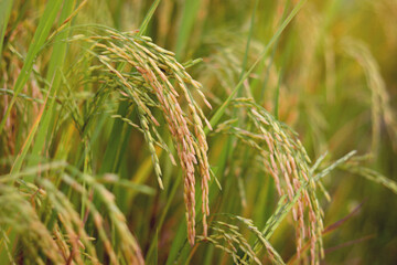Beautiful golden rice field, yellow ripe rice ears ready for harvest, rice seeds in ear of paddy on countryside farm.