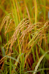 Beautiful golden rice field, yellow ripe rice ears ready for harvest, rice seeds in ear of paddy on countryside farm.