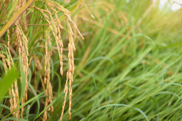 Beautiful golden rice field, yellow ripe rice ears ready for harvest, rice seeds in ear of paddy on countryside farm.