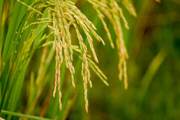 Beautiful golden rice field, yellow ripe rice ears ready for harvest, rice seeds in ear of paddy on countryside farm.