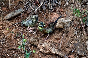 Zaunammer füttert Jungtier (Ästling) nach Verlassen des Nestes // Cirl bunting (Emberiza cirlus)