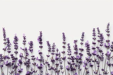 Naklejka premium Lavender flowers arranged vertically on a white background with copy space. Flat lay composition for design and print. Ayurveda. ayurvedic herbs. Generative AI