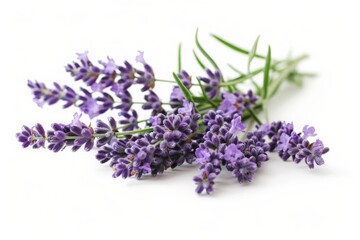 Sprigs of fresh lavender flowers on a white background. Macro shot for design and print. Ayurveda. ayurvedic herbs. Generative AI