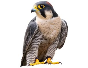 A stunning close-up of a peregrine falcon, showcasing its striking features and majestic presence in nature.