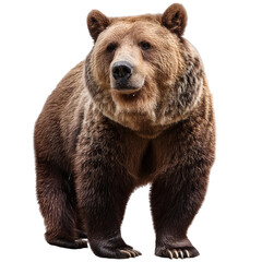 Obraz premium Majestic brown bear standing confidently, showcasing its powerful presence in a natural habitat.
