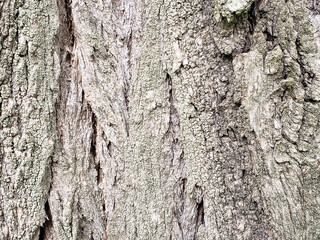 bark of a tree