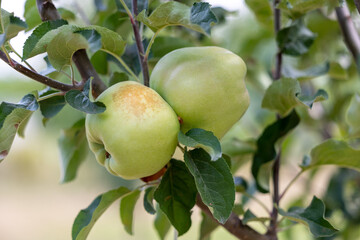 Two large green apples ripening on an apple tree branch