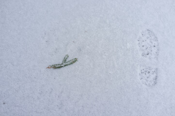 footprint and and fir twig in a dusting of snow in winter