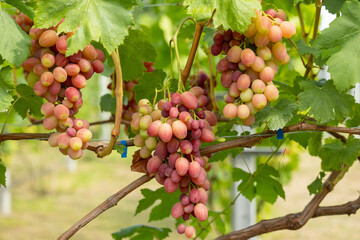 Bunches of red grapes on the vines of a vineyard