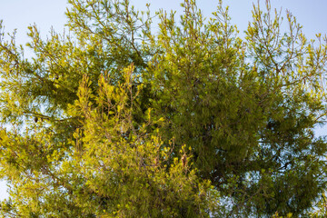 Close-up of pine branches with needles, growing in the mountainous regions of Crete, Greece.