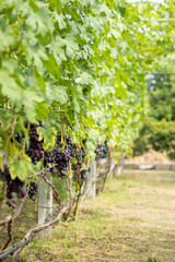 Blue grapes growing on vines in a vineyard in summer