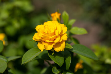 Yellow blooming rose in the garden close up