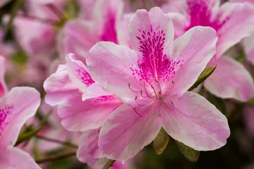 Fototapeten Azalee Azalea, Rhododendron  © Aldridge