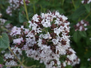 Origanum vulgare in the flower bed