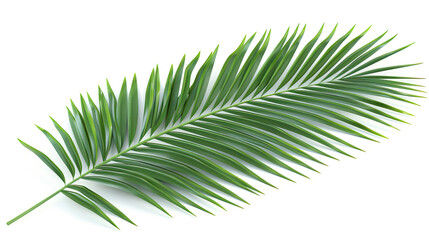 Obraz premium Tropical Palm Leaf Isolated on White Background, Lush Green Palm Frond, Exotic Plant Detail, Vibrant Leaf Texture, Clean and Fresh Design, Nature's Greenery, High-Resolution Palm Leaf Image
