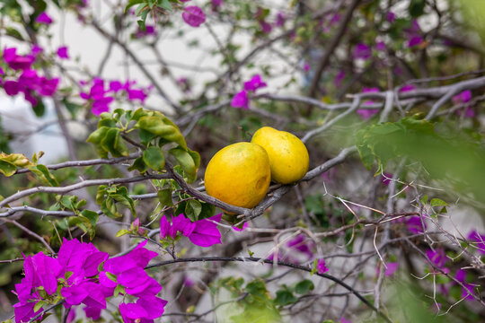 Deux magnifiques Mangues julie de la Martinique. Il existe pr&egrave;s de 1 000 vari&eacute;t&eacute;s de mangues. Ce fruitier originaire d'Inde f&ucirc;t d&rsquo;abord implant&eacute; &agrave; la Barbade d&rsquo;o&ugrave; il a gagn&eacute; toutes les Antilles.