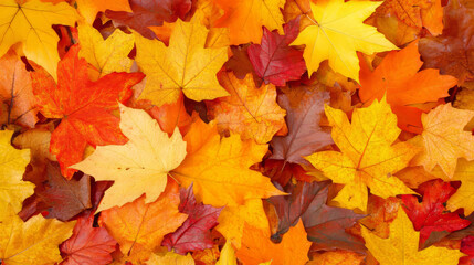 Fototapeta premium A collection of vibrant autumn leaves in shades of red, orange, and yellow, showcasing the beauty of fall foliage. 