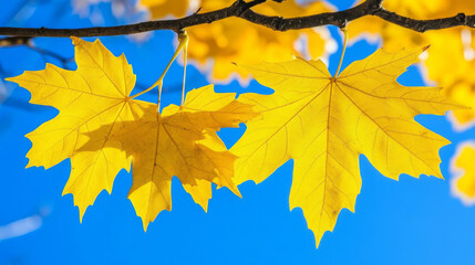 Obraz premium Close-up of bright yellow autumn leaves on a tree branch set against a clear blue sky, capturing the essence of fall. 