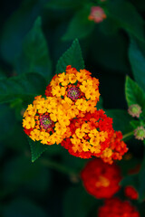 red and yellow flower