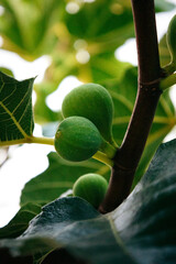 figs on tree