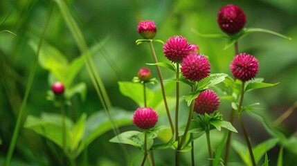   A clearer image of pink flowers in a green field with a focused background can be achieved by adjusting the camera settings or using photo editing tools