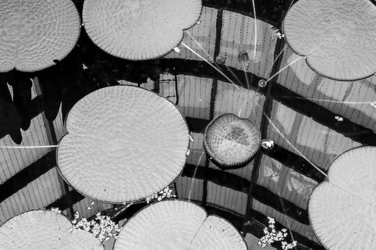 Black and white water lilies leaves composition. Greenhouses of the Jardin Botanico de Bogot&aacute; : Botanical Garden of Bogota, Colombia.