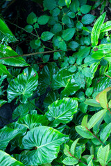 Philodendron giganteum, a species of plant in the Araceae family, found in the Caribbean and South...