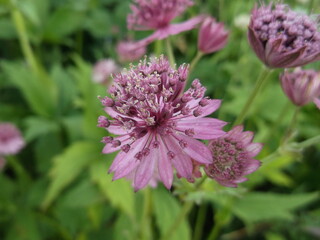 Astrantia in the flower bed