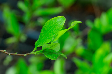 Close-up picture of leaves of Erythroxylum coca. Jardin Botanico de Bogotá (Botanical Garden of...