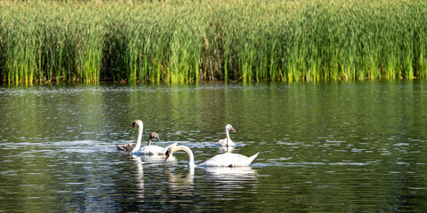 Eine Höckerschwanfamilie in der Oberlausitzer Heide- und Teichlandschaft 5