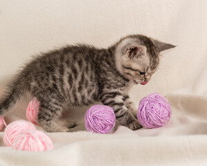 Portrait of a striped kitten on sofa with a plaid and balls of woolen lilac threads. Licking his lips. The tongue is visible