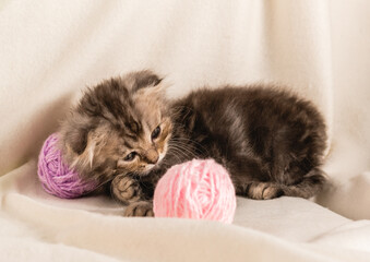 A small homemade brown fluffy kitten lies with balls woolen lilac threads