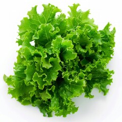 Obraz premium Medium shot of Fresh green lettuce, isolated on a white background, 