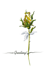 Greeting card with delicate flowers of yellow-green shades. A beautiful bouquet of flowers drawn by hand