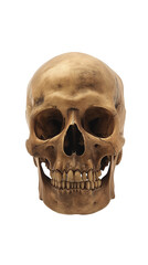 Obraz premium Human skull isolated.