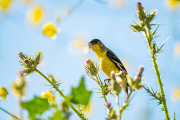 The lesser goldfinch (Spinus psaltria) sits on a bush and eats seeds. 