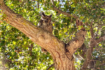 The great horned owl (Bubo virginianus) resting in tree.