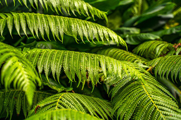Close-up of Fern leaves (Dryopteris) Hawaii