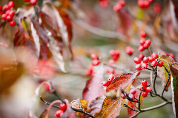 Autumn foliage and red berries of the native American dogwood tree, Cornus florida, in south central Kentucky. Shallow depth of field. Selective focus with blurred background.