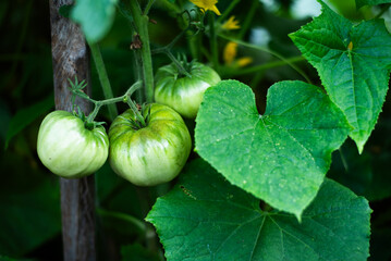 Green Tomatoes, Tomato plant and leaves. Fresh green tomato