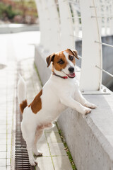 Cute Jack Russell Terrier dog outdoors in the city on a sunny day. Adorable puppy Jack Russell Terrier dog and his owner enjoying time together