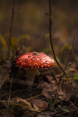 Poisonous red fly agaric Amanita muscaria, a hallucinogen mushroom on forest floor