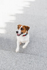 Cute Jack Russell Terrier dog outdoors in the city on a sunny day. Adorable puppy Jack Russell Terrier dog and his owner enjoying time together