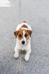 Cute Jack Russell Terrier dog outdoors in the city on a sunny day. Adorable puppy Jack Russell Terrier dog and his owner enjoying time together