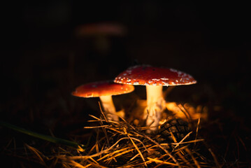 Poisonous red fly agaric Amanita muscaria, a hallucinogen mushroom on forest floor