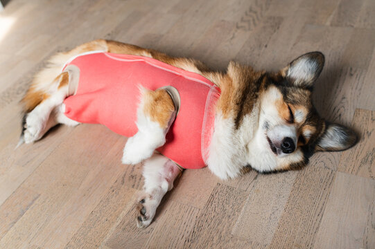 Welsh corgi pembroke dog wearing a protective cloth after sterilization surgery, lying down