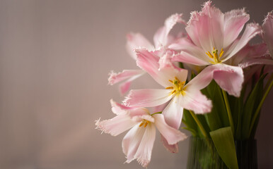Obraz premium Light pink open tulips in a vase. Delicate spring flowers