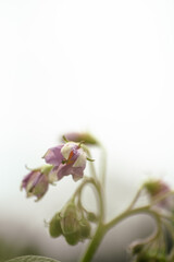Fototapeta premium Capture the delicate beauty of potato flowers up close