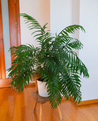 chamadorea plant in a pot close up